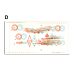 Variable Tranaglyph Slide - Airport (600 Series)